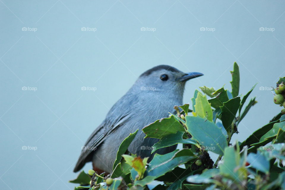 Gray Catbird in holly bush I