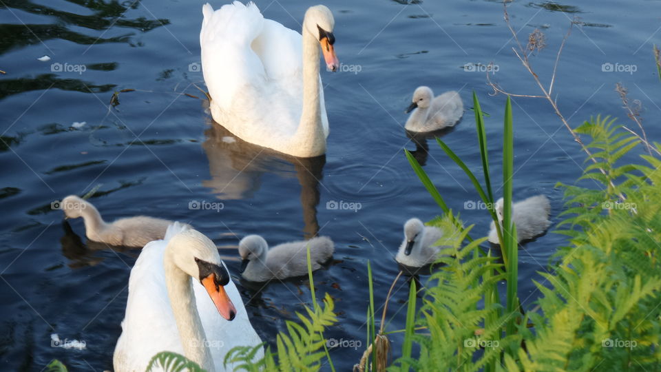Swan famly