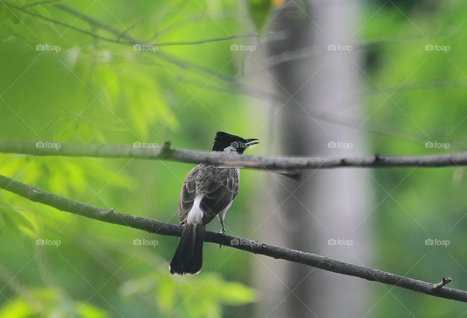 Sooty - headed bulbul . Common for the garden , or just aside of ricefield . The main character of this with the cap on black , wings for grey , and medium - wide narrow tail for similar colour with the wings . Soliter , and more times for colony .