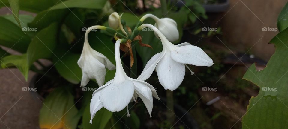 Eucharis amazonica is a species of flowering plant in the family Amaryllidaceae