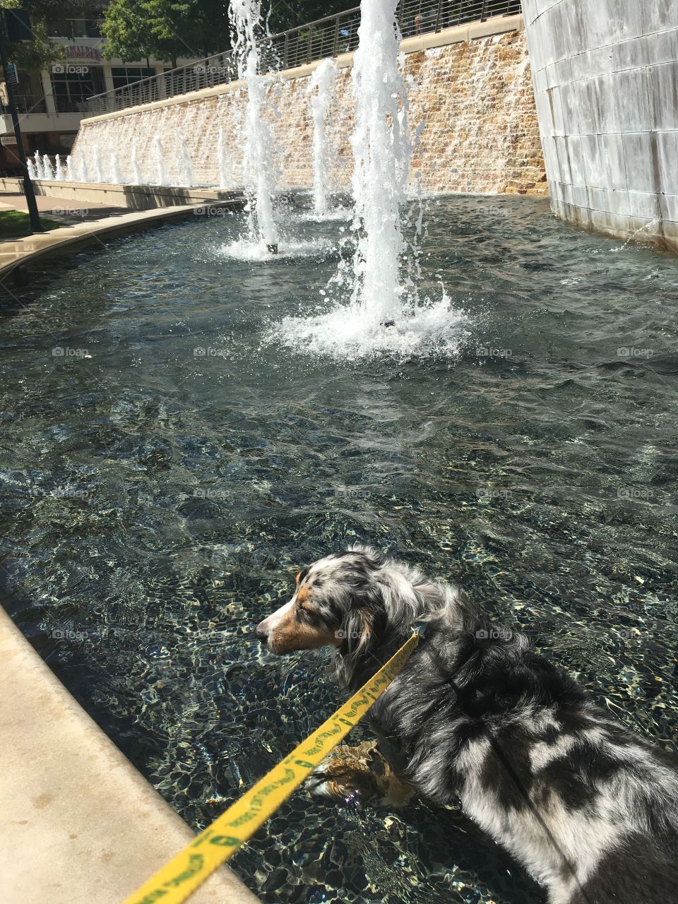 Doggie Fountain 