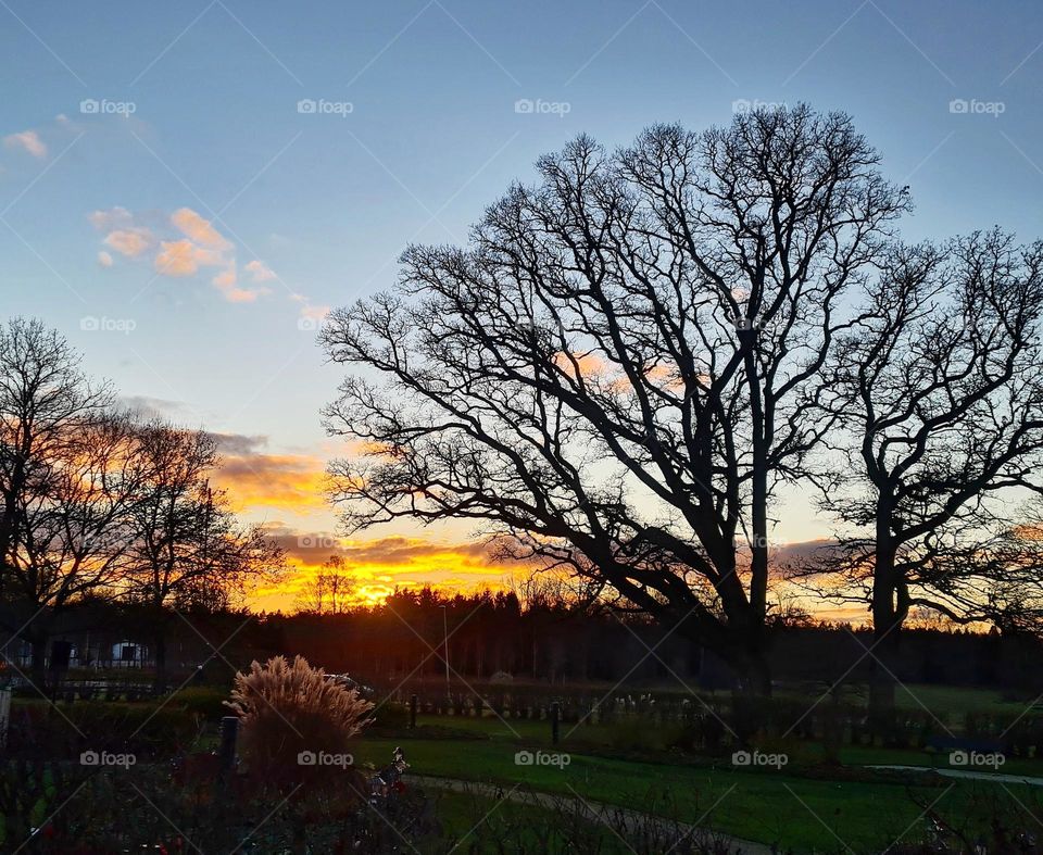 oaktrees in the sunset