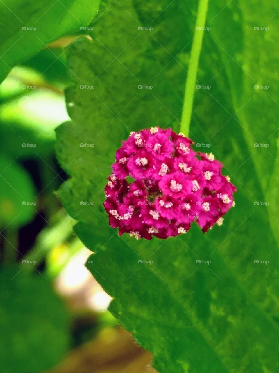 flor en forma de corazón