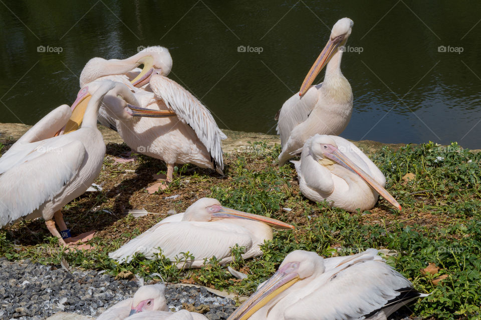 Small group of pelicans near a lake