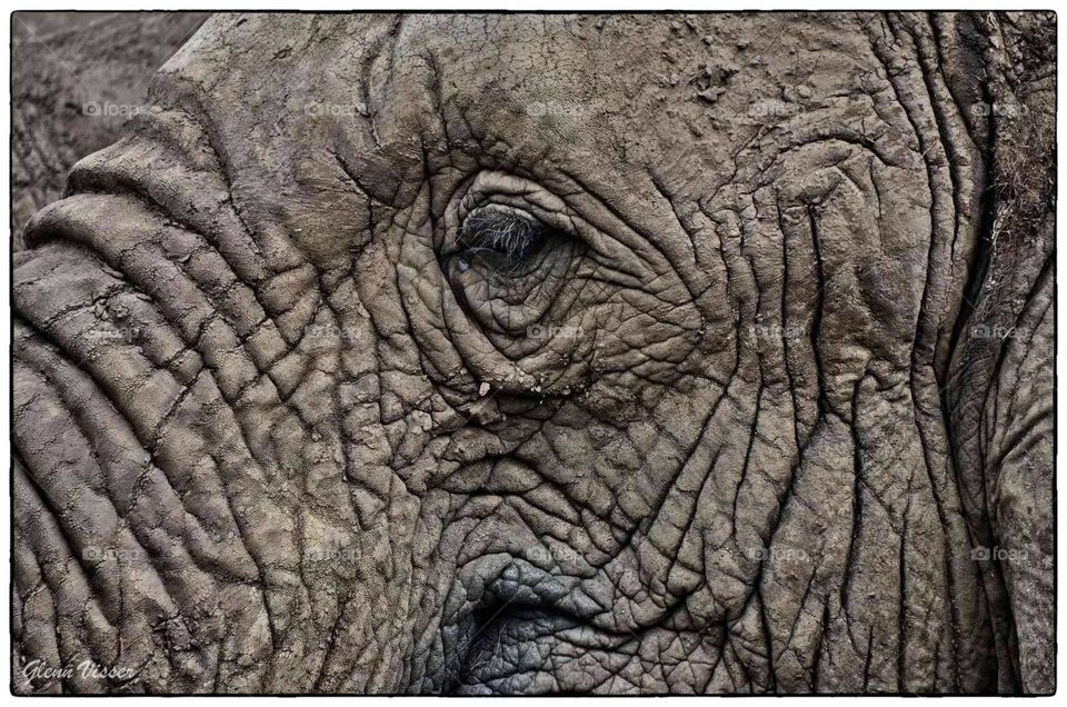 Elephant closeup