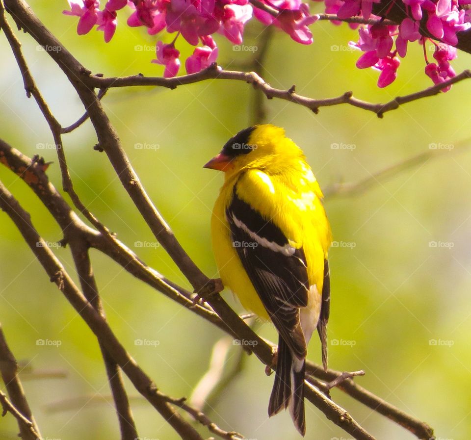 Yellow Goldfinch