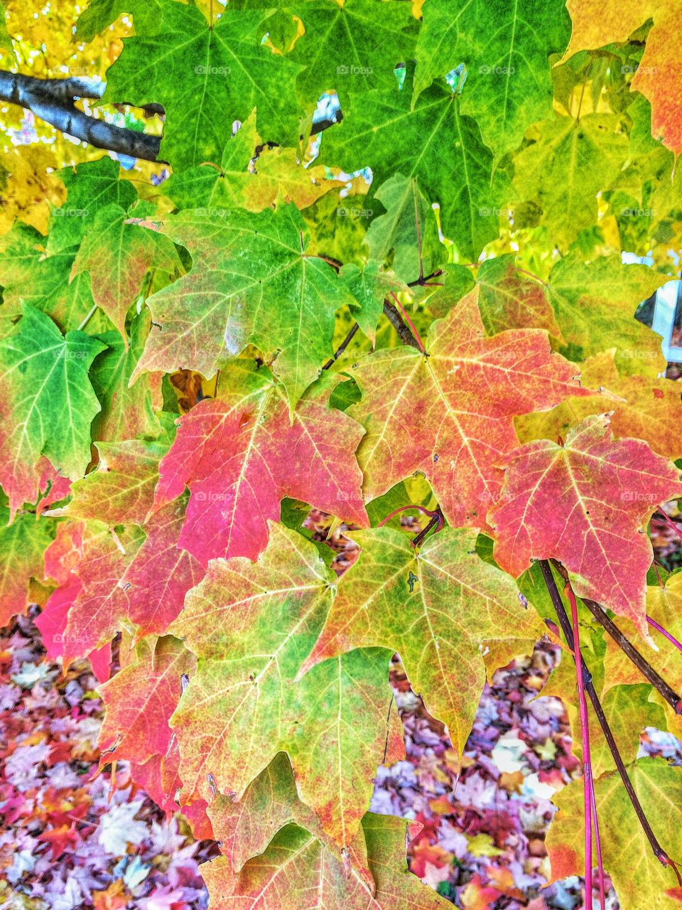 Autumnal Colours . Gorgeous foliage on my street 