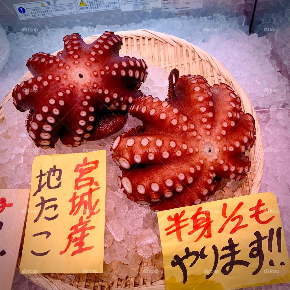 Octopus 