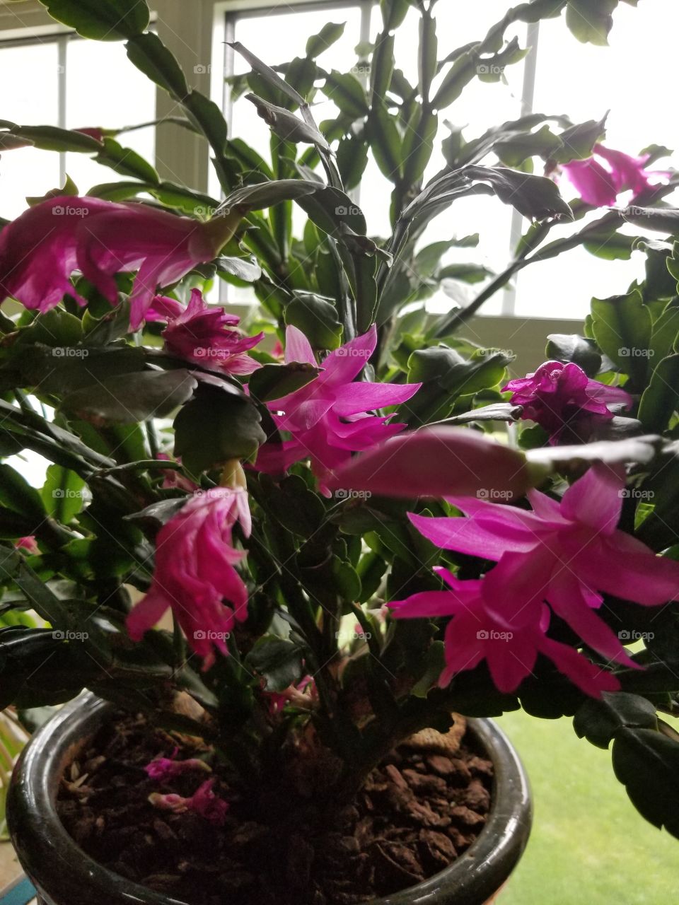 Christmas cactus blooming for Easter,  bright pink
