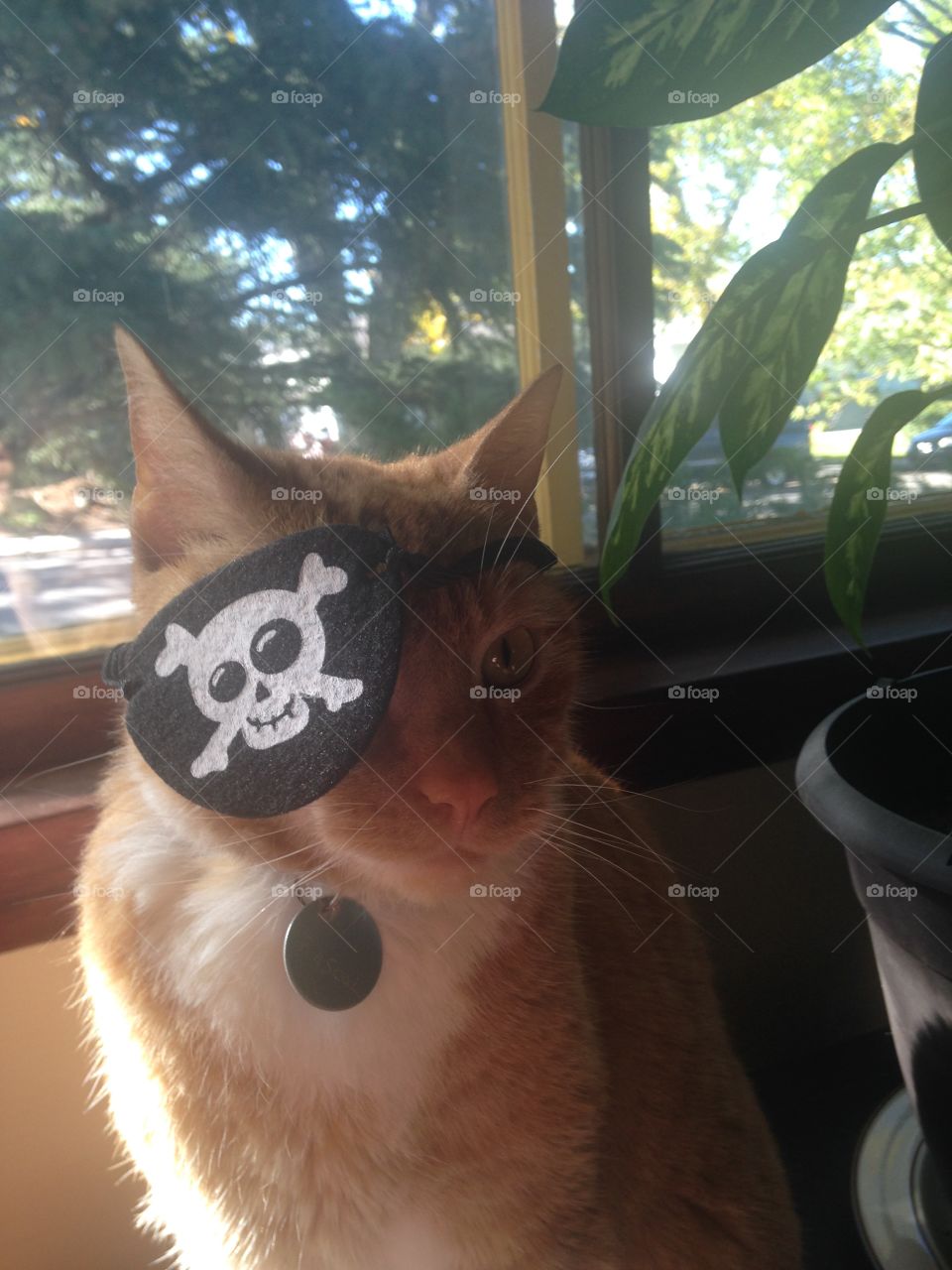 Cat pirate 