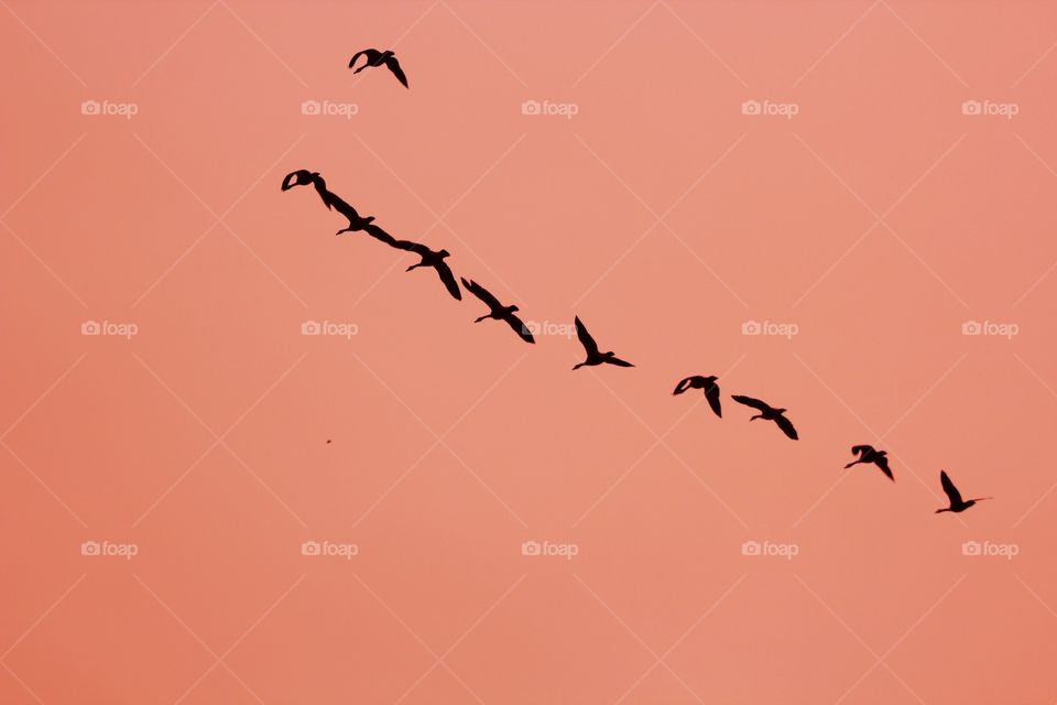South: A flock of geese flying 