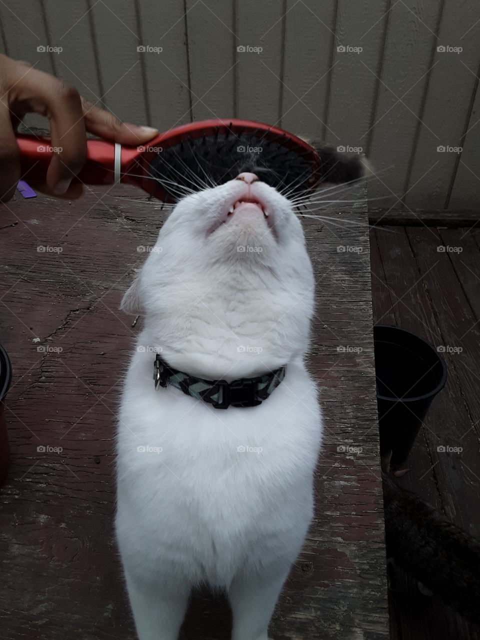 A Little Attention for 😺