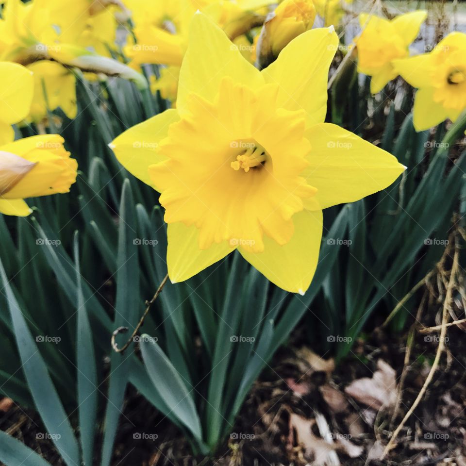 Close-up of daffodil