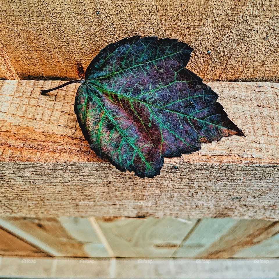 Leaf falling in autumn, leaf lands on wooden fence, fallen leaves in Ohio, midwestern autumn time 