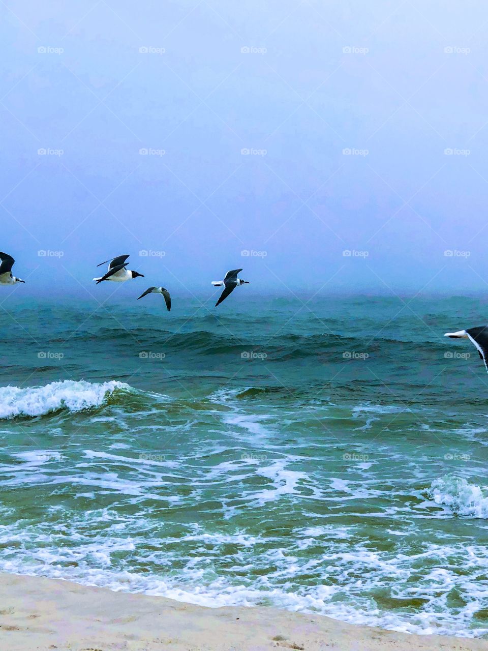 Birds flying over water and waves at the beach