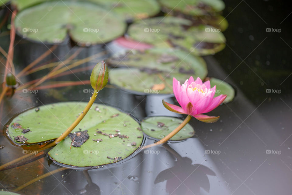 Pink waterlily reflection