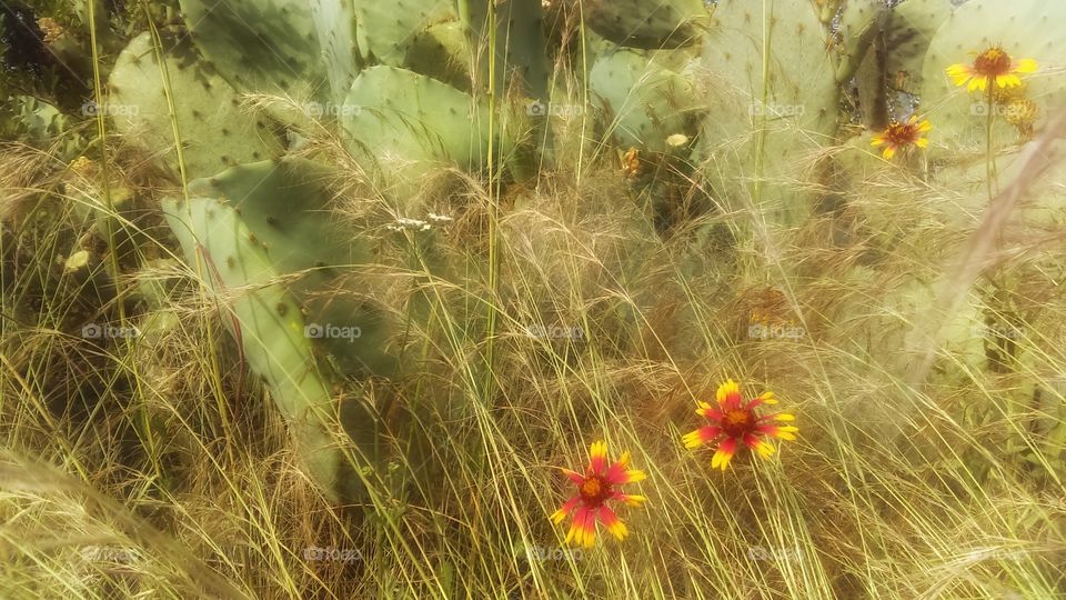 Texas flora and fauna: Indian blanket flowers, Texas prickly pear and native grass.