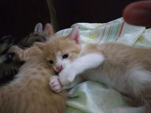 kitten