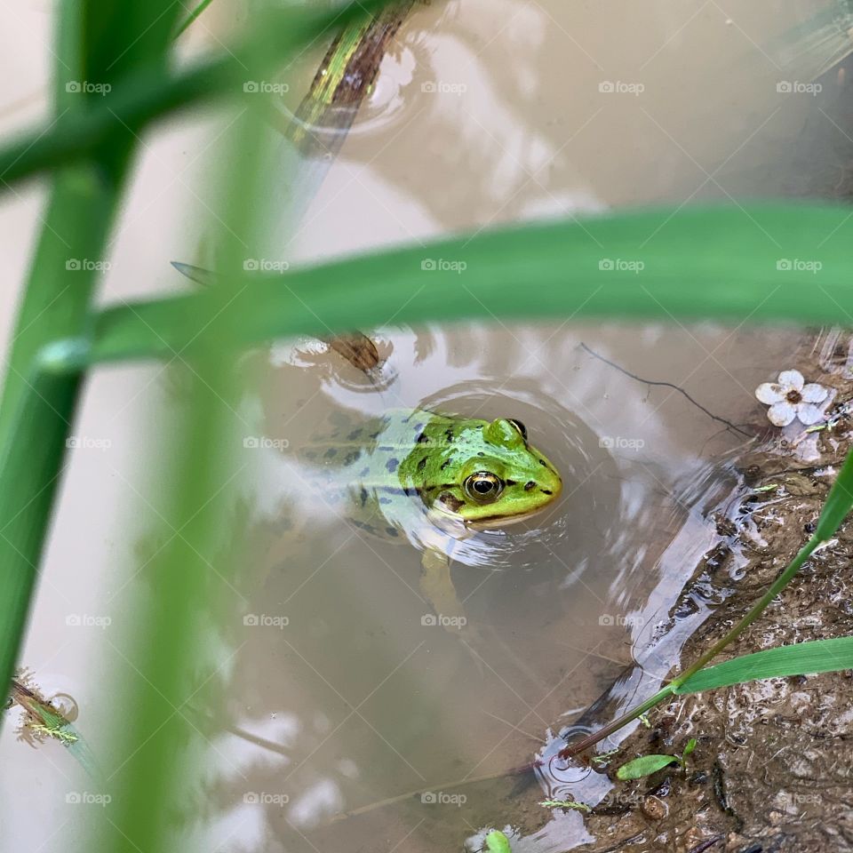 Green frog in a puddle