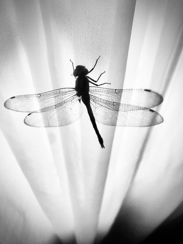 Beautiful Dragonfly