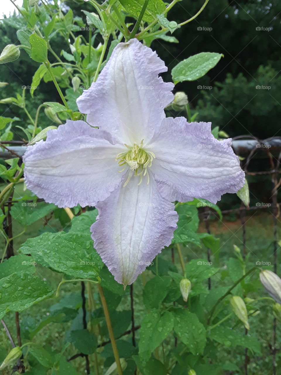 purple and white clematis