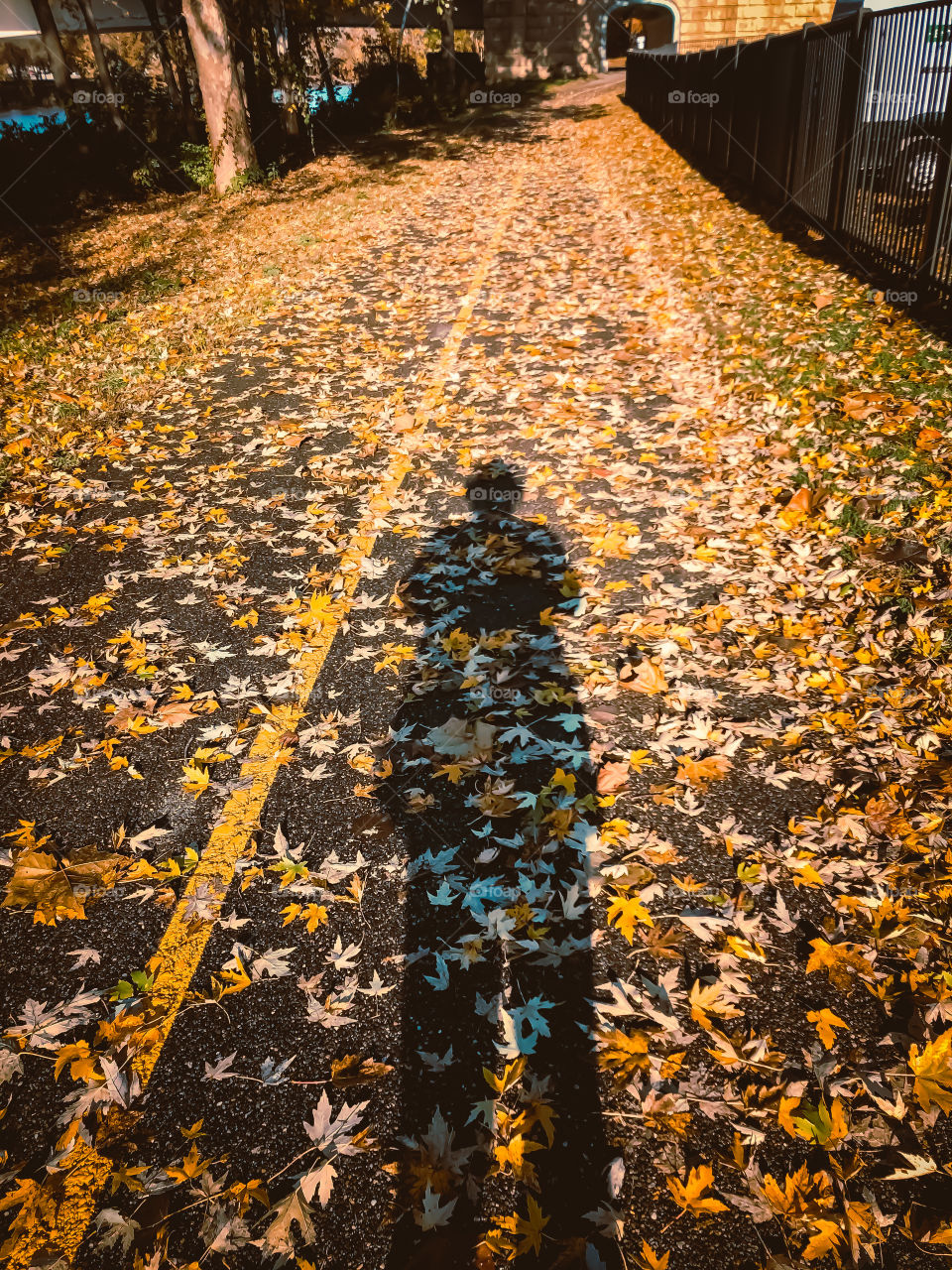 A walk in the leaves