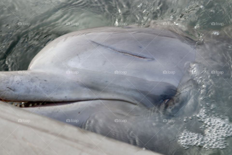 Closeup wild dolphin at dock head shot 