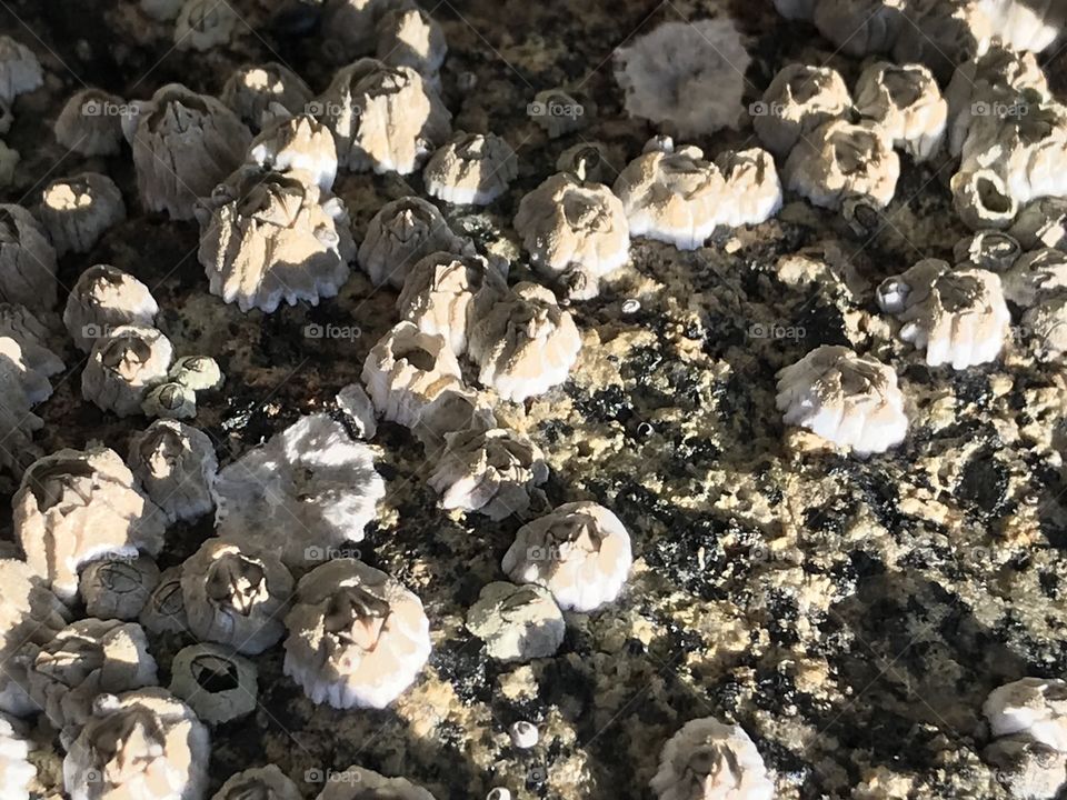 Closeup of barnacles