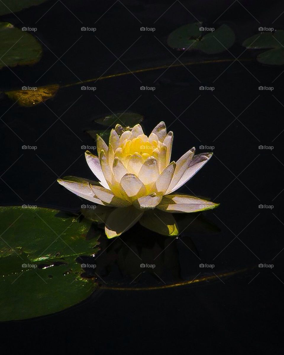 Waterlilies