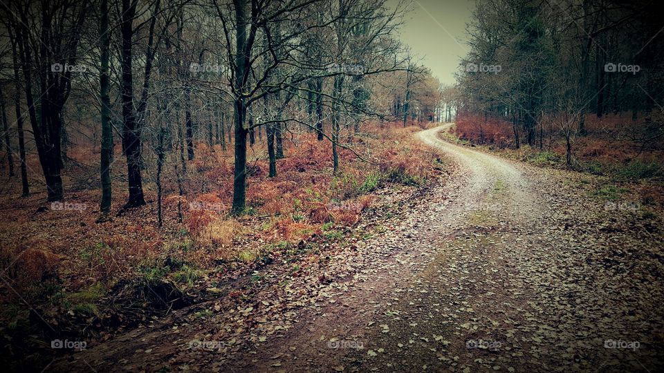 peaceful path through the forest of dean