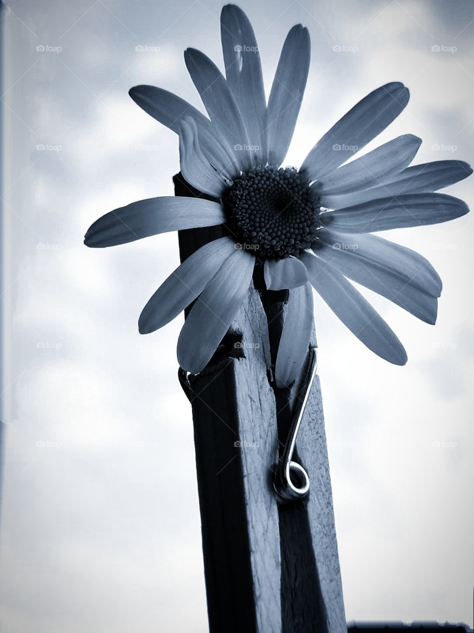 Black and white.  Chamomile in a wooden clothespin against the background of the sky