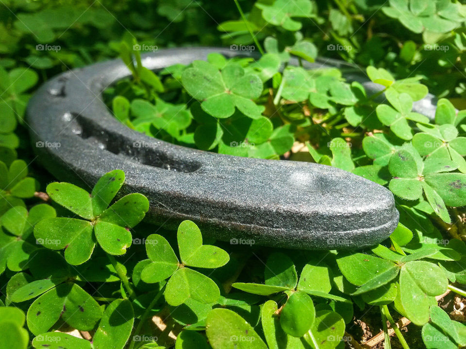 green color story: lucky fourleaf and Iron horseshoe.