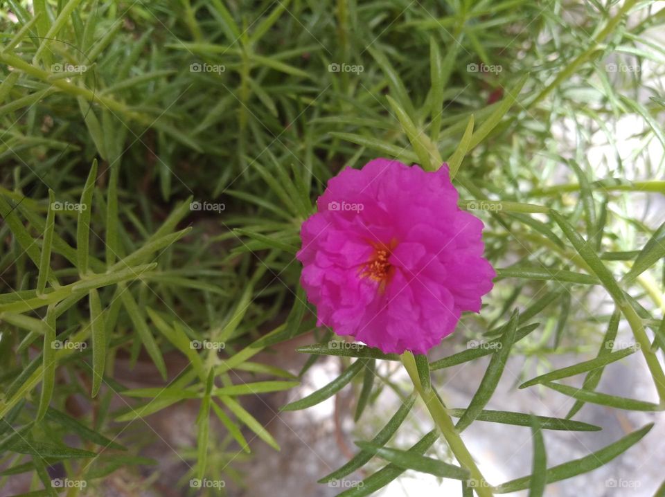 pink flower seasonal fresh shurb looks very beautiful and found everywhere seasonal small size shurb