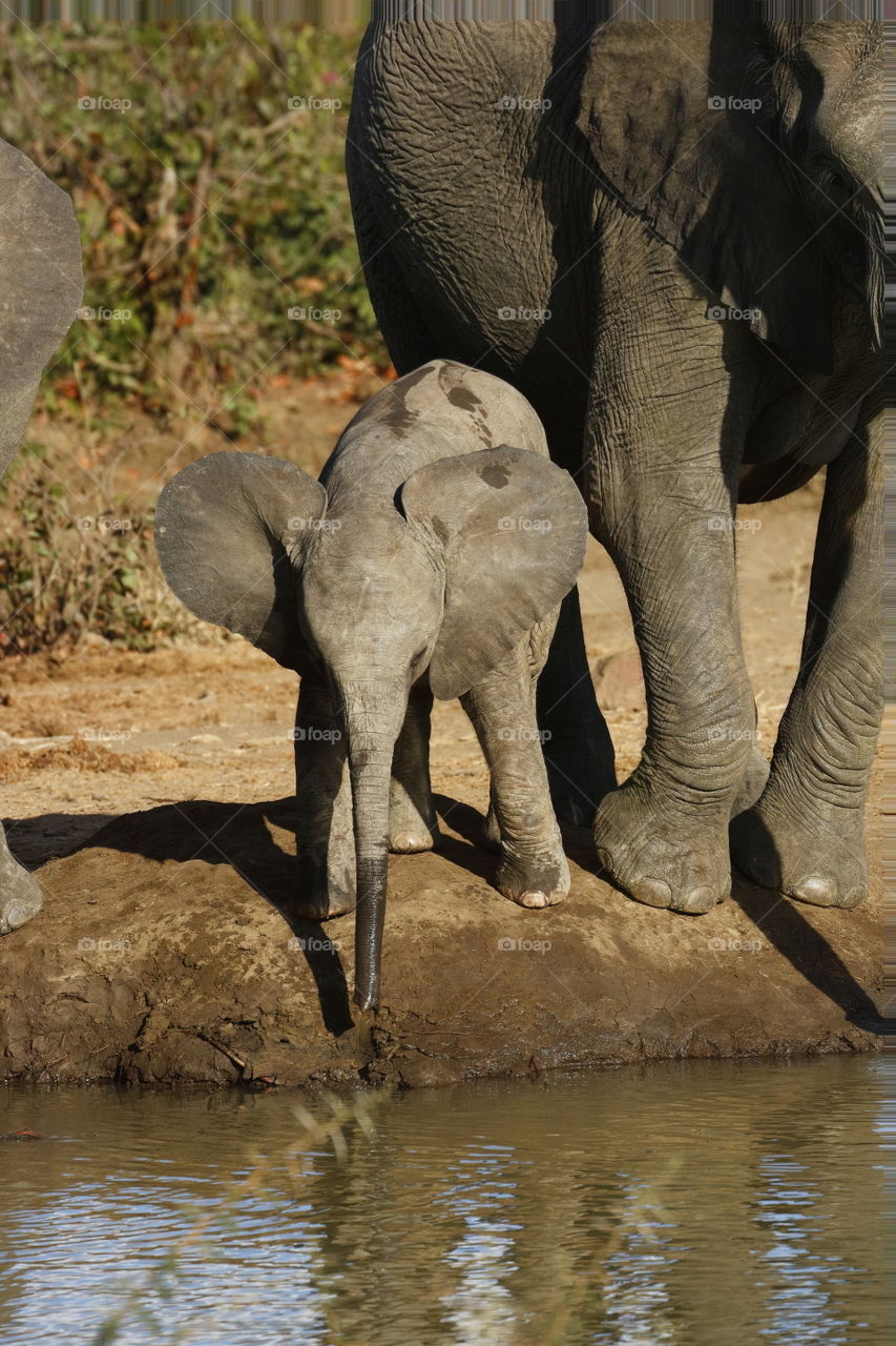 Elephant Ears