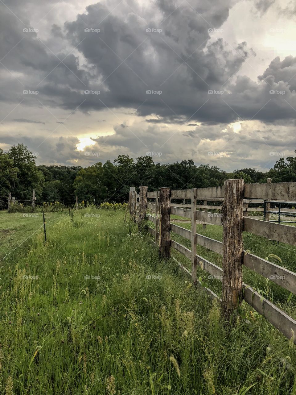 Fence in pasture 
