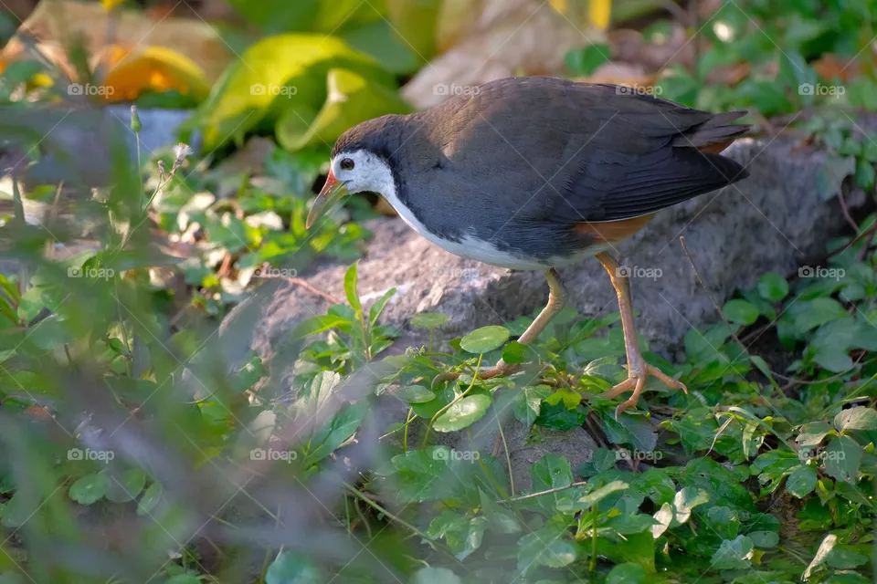 bird