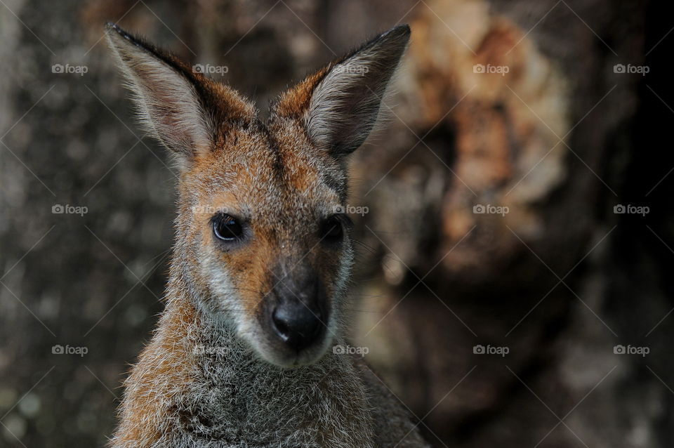 Wallaby.