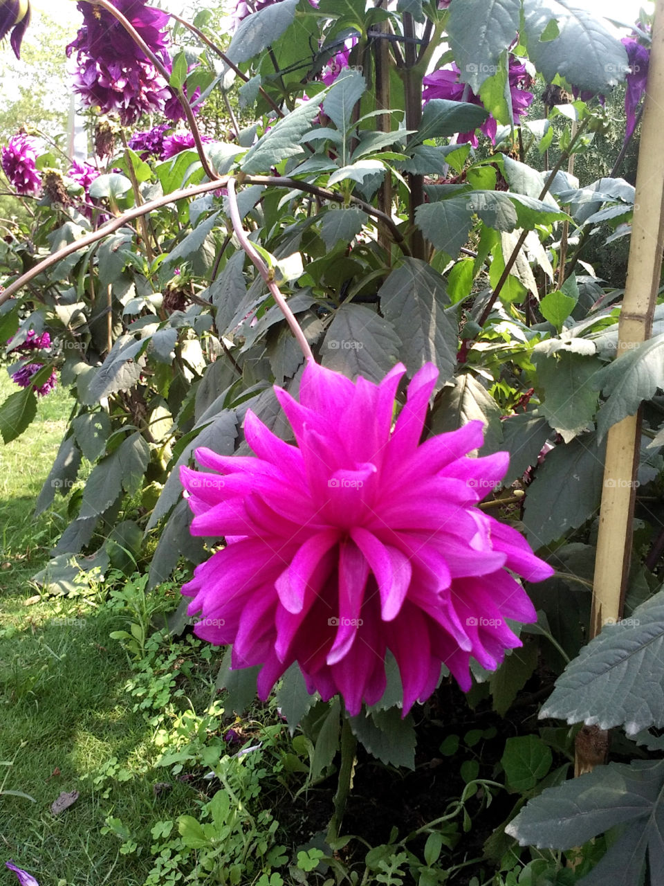 Pink colour flower