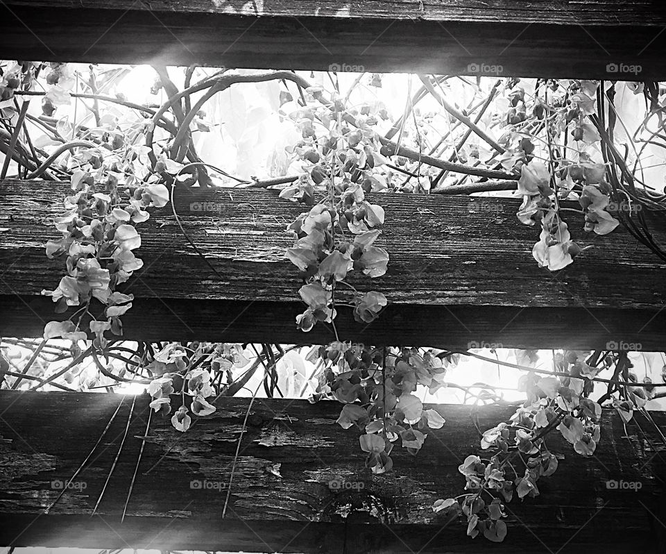 Black and white flowers on a trellis 