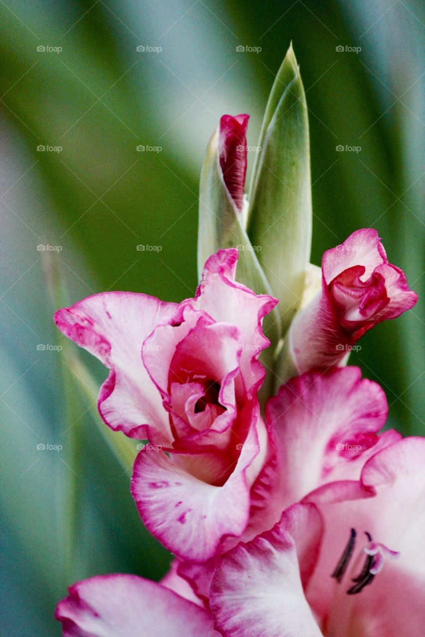 Extreme close up of pink flower