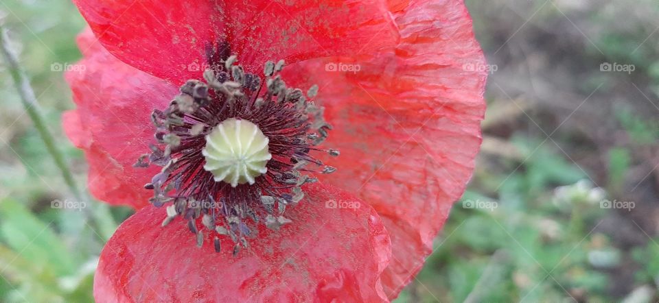Flanders poppy in meadow close up