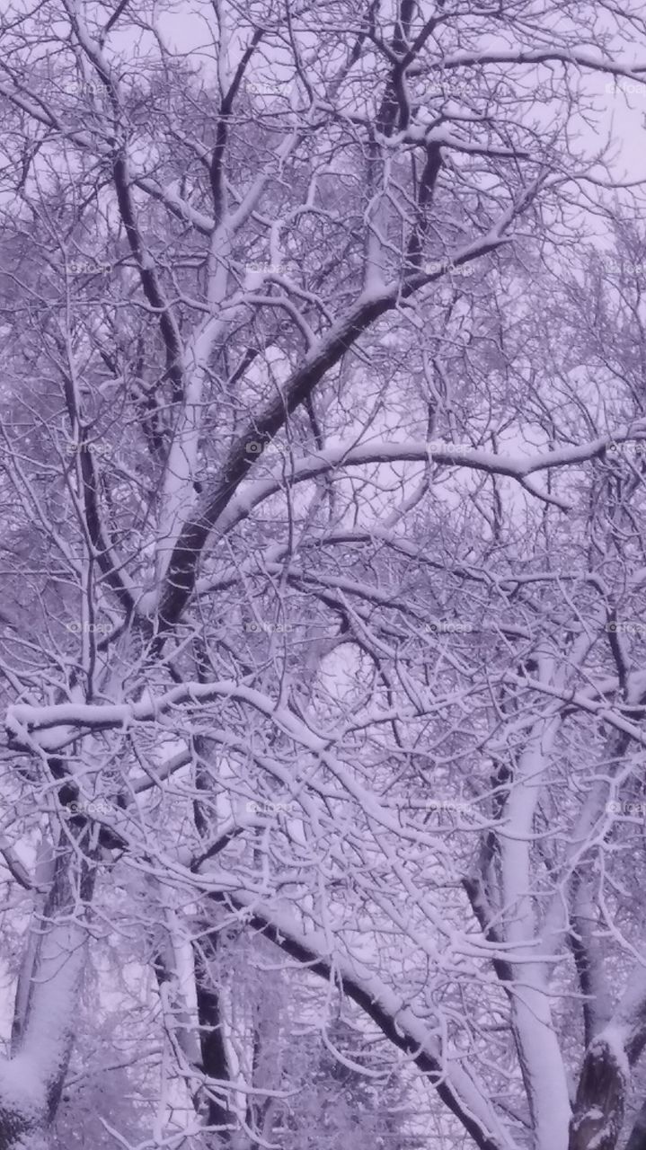 Snow Covered Tree Branches
