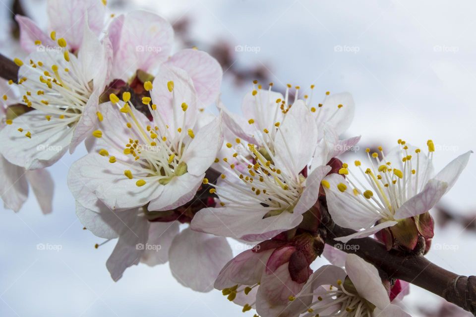 Branch of blossoming apricot.