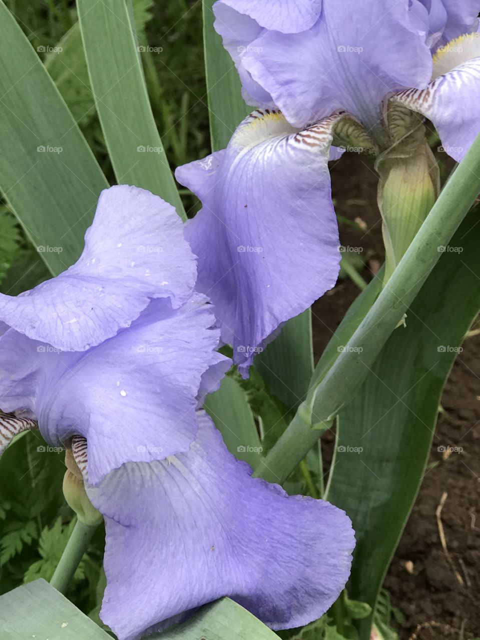 Light Purple Flower