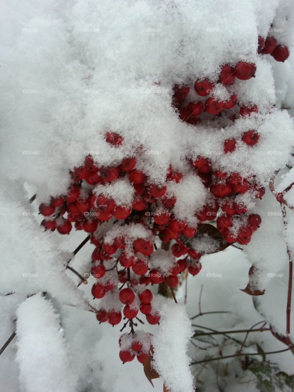snow covered berries. snow covered berries