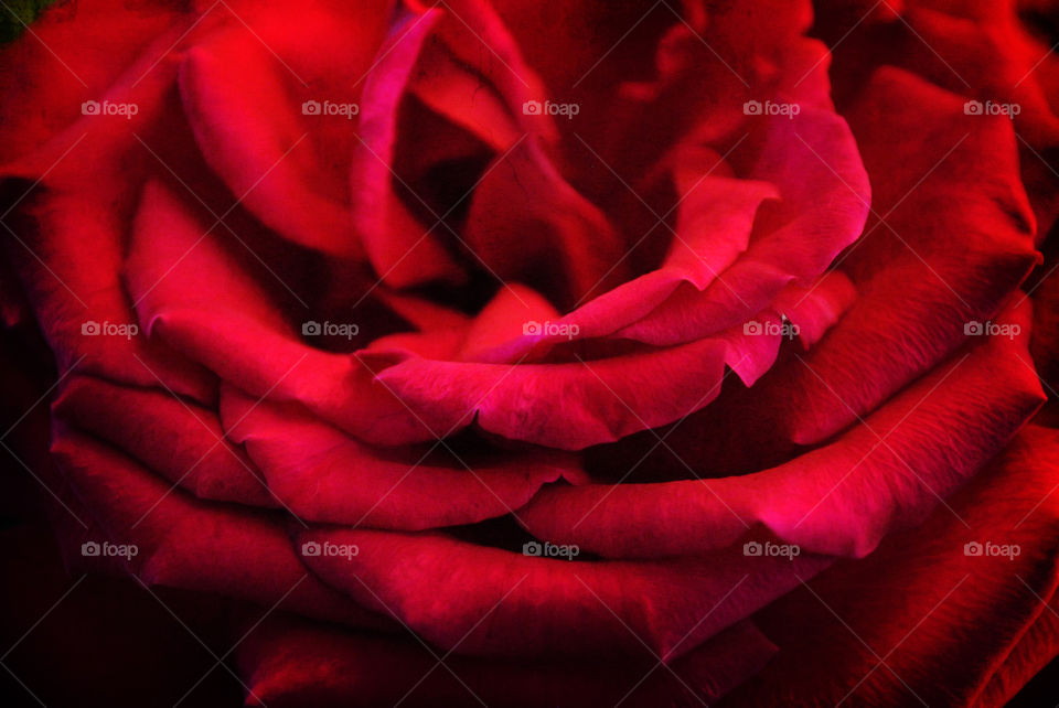 Close-up of red rose