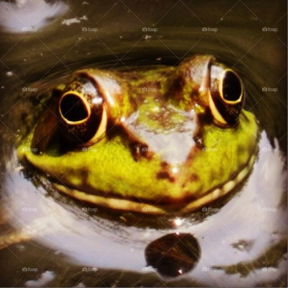 Froggy