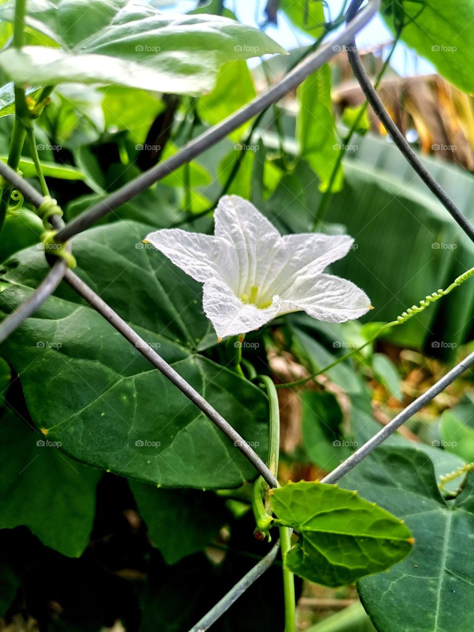 Gourd Ivy Blossom