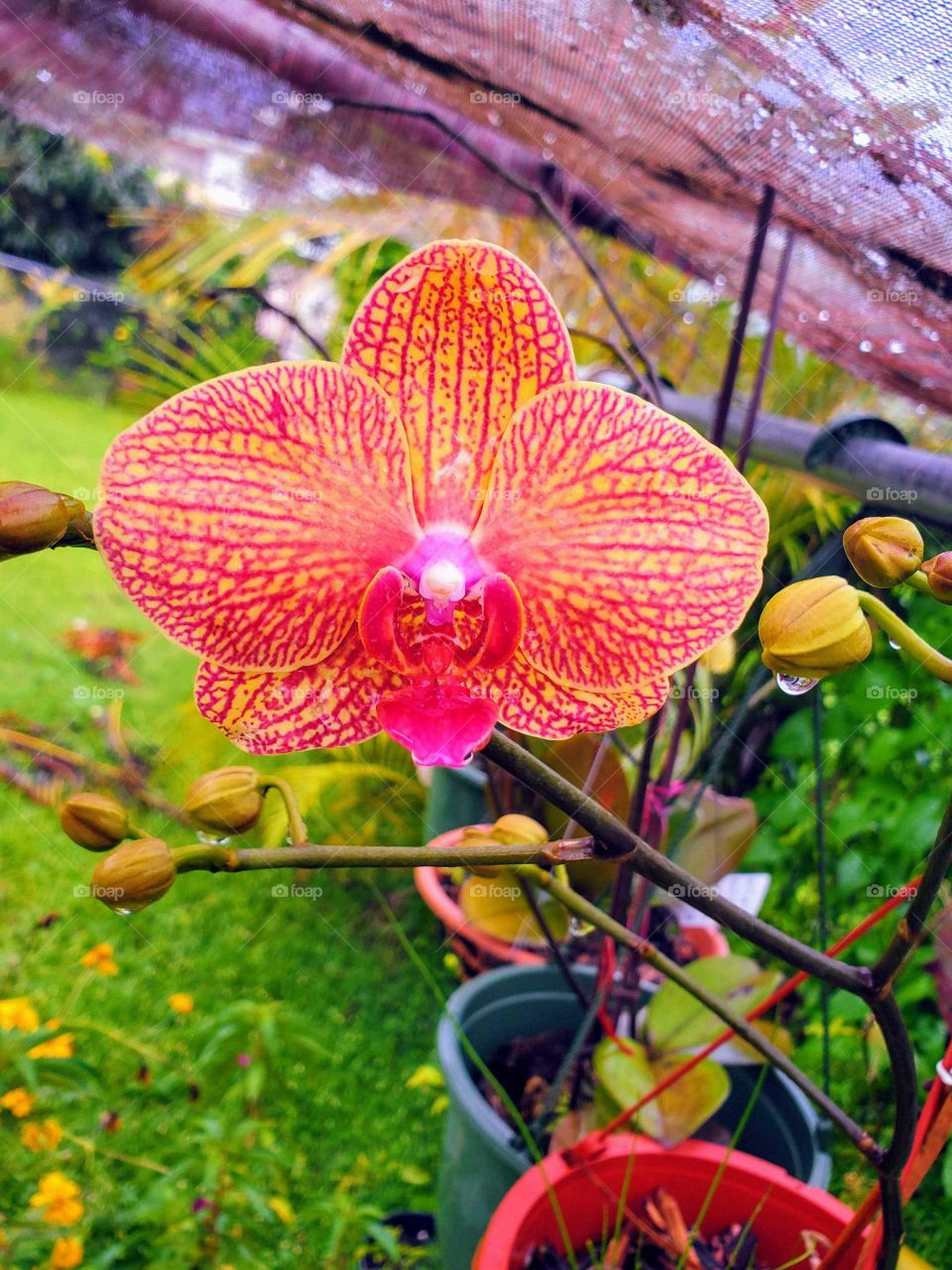 exotic orchid