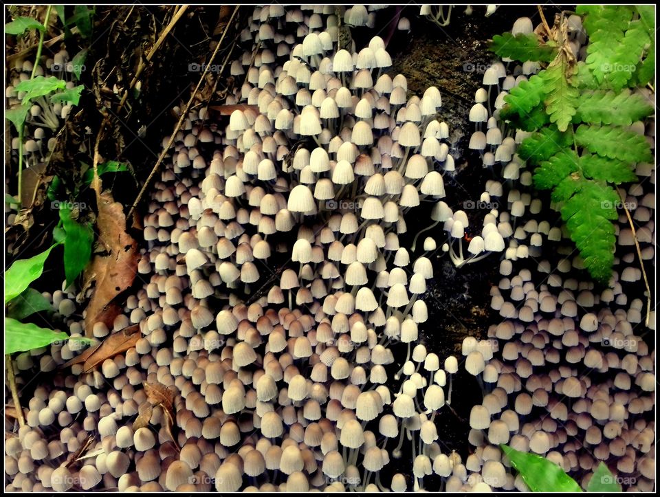 Mushrooms (3)